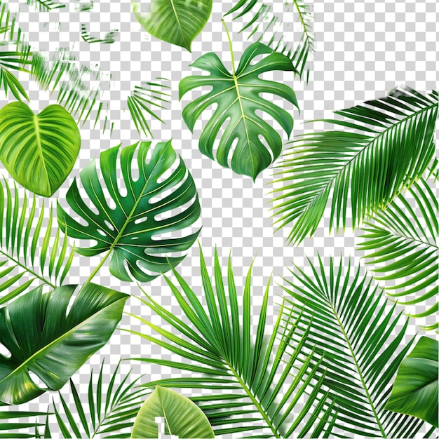 PSD border de texture de superposition de plantes tropicales vertes fraîches isolées sur un fond transparent