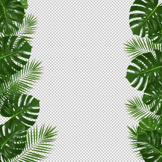La bordure d'une feuille tropicale sur un fond blanc