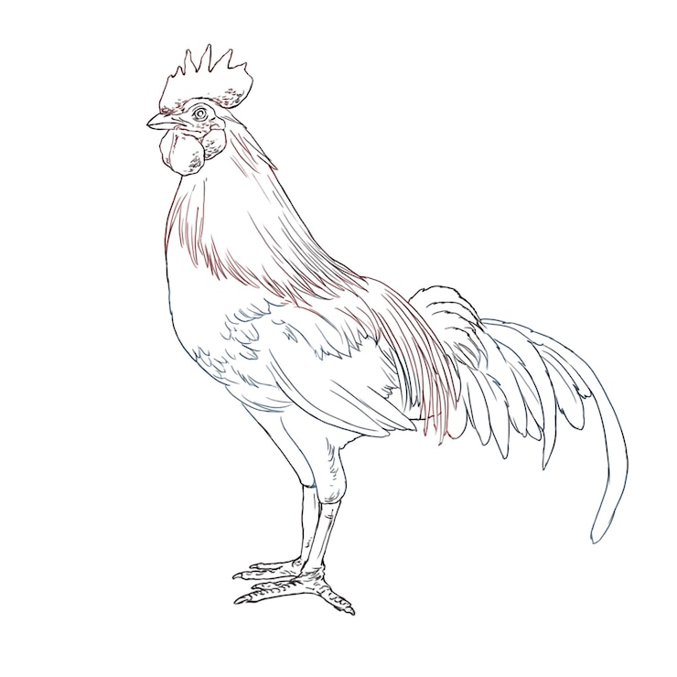 PSD el borrador de la línea creativa de la ilustración de animales de pollo de lucha