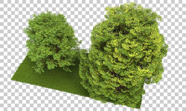 Bosque aislado en la ilustración de representación 3d de fondo transparente