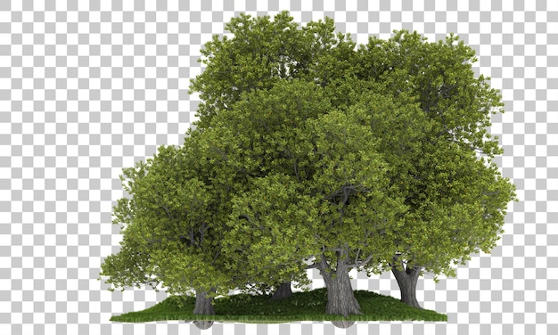 Bosque aislado en la ilustración de representación 3d de fondo transparente