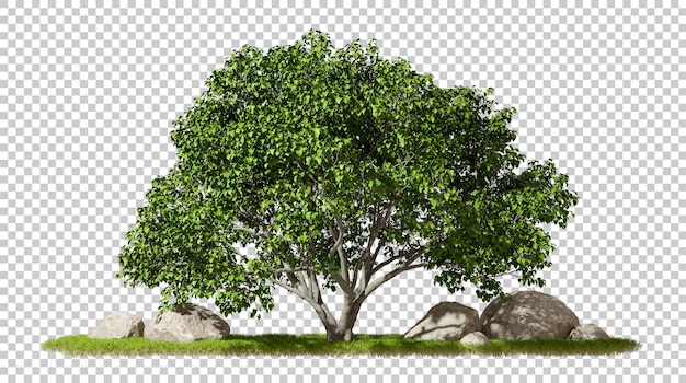 Bosque de árboles verdes de pie en el crecimiento de la hierba escena de prado fondo transparente renderizado en 3D png