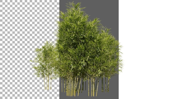 Bosque de bambú sobre un fondo transparente con representación 3D en PNG