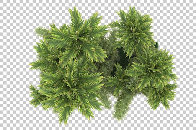 Bosque exótico sobre fondo transparente. Representación 3d - ilustración