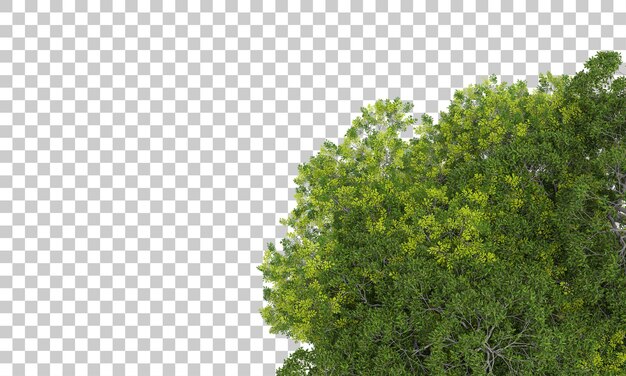 Bosque en la ilustración de renderizado 3d de fondo transparente