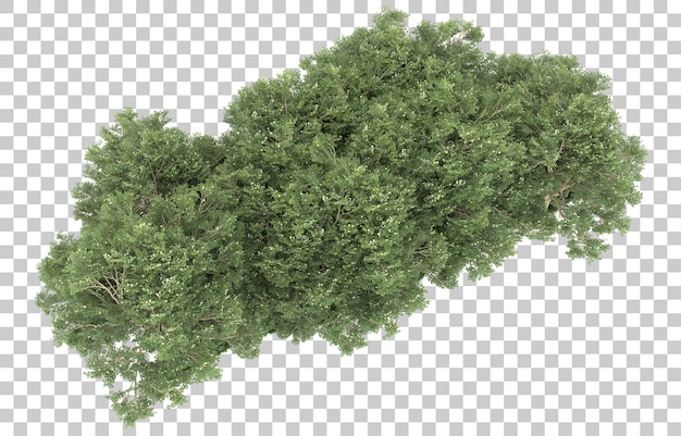 Bosque sobre fondo transparente. Representación 3d - ilustración