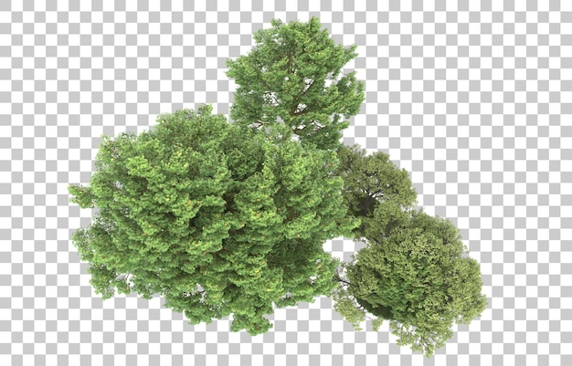 Bosque sobre fondo transparente. Representación 3d - ilustración