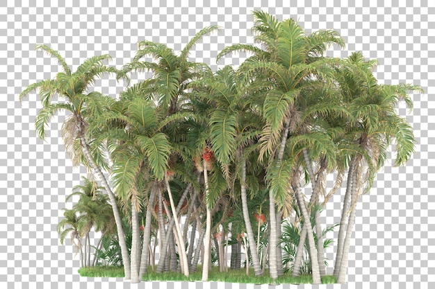 Bosque tropical aislado sobre fondo transparente Ilustración de renderizado 3d