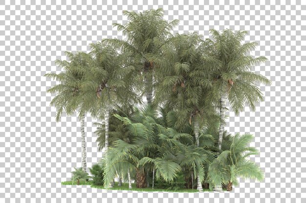 PSD bosque tropical aislado sobre fondo transparente ilustración de renderizado 3d