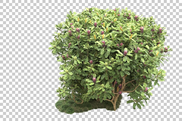Bosque tropical aislado sobre fondo transparente Ilustración de renderizado 3d