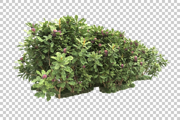 Bosque tropical aislado sobre fondo transparente Ilustración de renderizado 3d