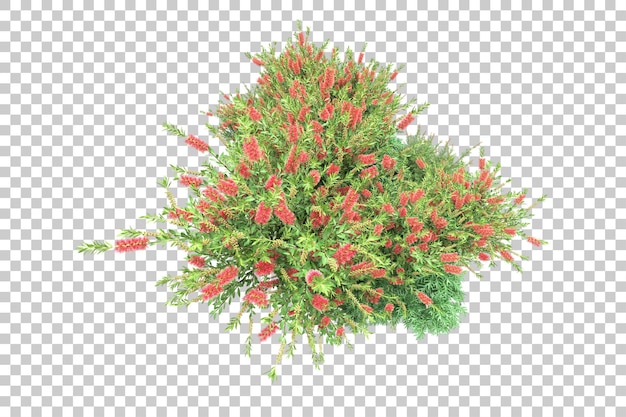 Bosque tropical aislado sobre fondo transparente Ilustración de renderizado 3d