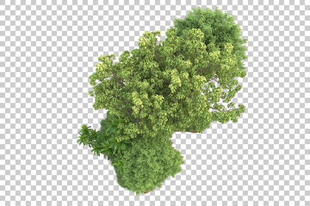 Bosque tropical aislado sobre fondo transparente Ilustración de renderizado 3d