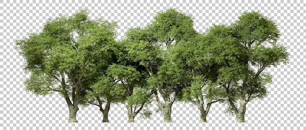 PSD el bosque de vegetación tropical los árboles crecen horizontalmente en fondos transparentes renderización 3d png