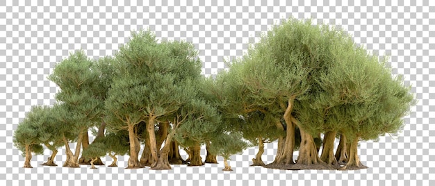 Bosque verde aislado en el fondo Ilustración de renderización 3D