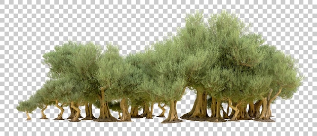 PSD bosque verde aislado en el fondo ilustración de renderización 3d