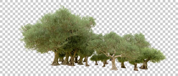 Bosque verde aislado en el fondo Ilustración de renderización 3D