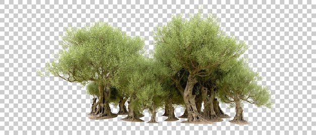 Bosque verde aislado en el fondo ilustración de renderización 3d