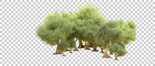 Bosque verde aislado en el fondo Ilustración de renderización 3D