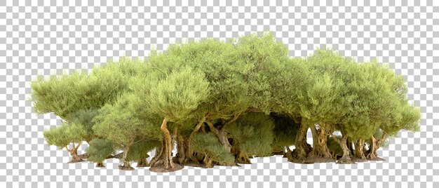 Bosque verde aislado en el fondo Ilustración de renderización 3D