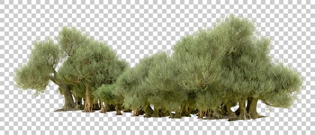 PSD bosque verde aislado en el fondo ilustración de renderización 3d