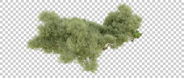 PSD bosque verde aislado en el fondo ilustración de renderización 3d