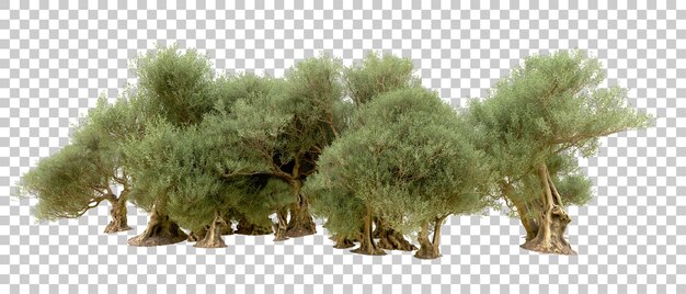 Bosque verde aislado en el fondo Ilustración de renderización 3D