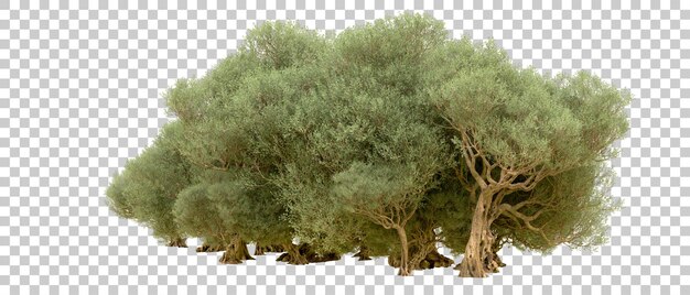 PSD bosque verde aislado en el fondo ilustración de renderización 3d