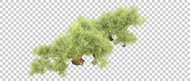 Bosque verde aislado en el fondo Ilustración de renderización 3D