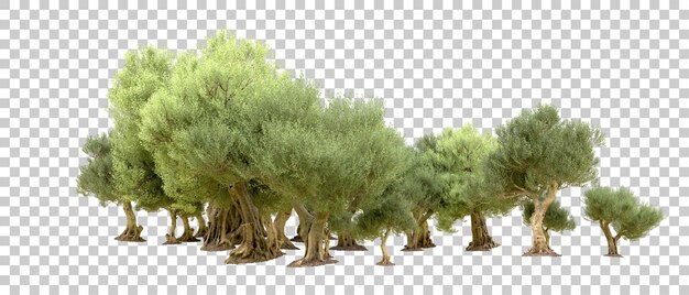Bosque verde aislado en el fondo Ilustración de renderización 3D