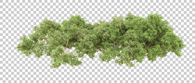Bosque verde aislado en el fondo Ilustración de renderización 3D