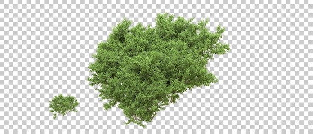 Bosque verde aislado en el fondo Ilustración de renderización 3D