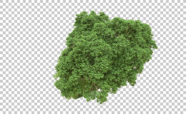 Bosque verde aislado en el fondo Ilustración de renderización 3D