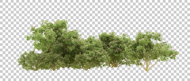 Bosque verde aislado en el fondo Ilustración de renderización 3D