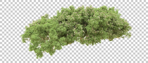 Bosque verde aislado en el fondo Ilustración de renderización 3D