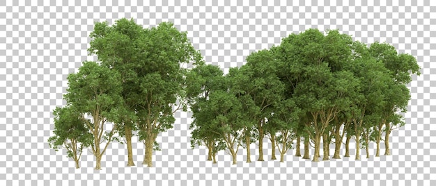 Bosque verde aislado en el fondo Ilustración de renderización 3D