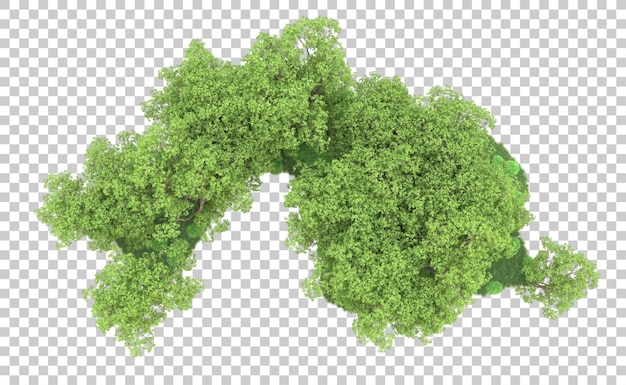 Bosque verde aislado en el fondo Ilustración de renderización 3D