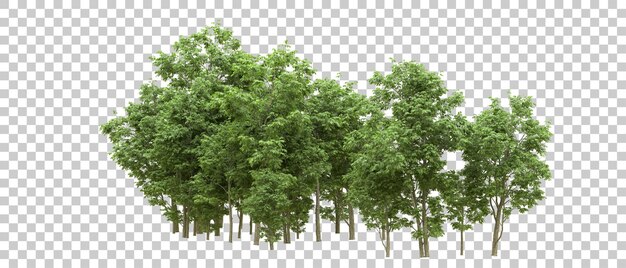 Bosque verde aislado en el fondo Ilustración de renderización 3D