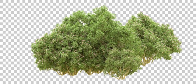 Bosque verde aislado en el fondo Ilustración de renderización 3D