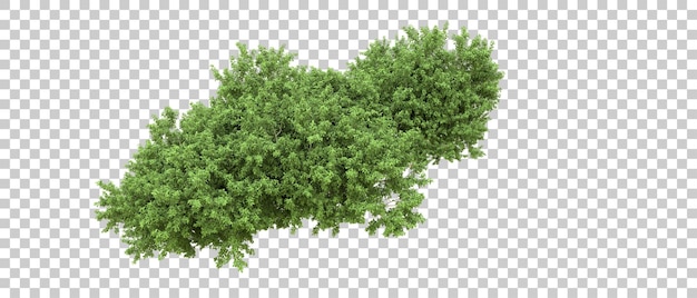 Bosque verde aislado en el fondo Ilustración de renderización 3D