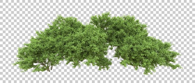 Bosque verde aislado en el fondo Ilustración de renderización 3D