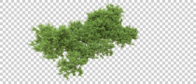 Bosque verde aislado en el fondo Ilustración de renderización 3D