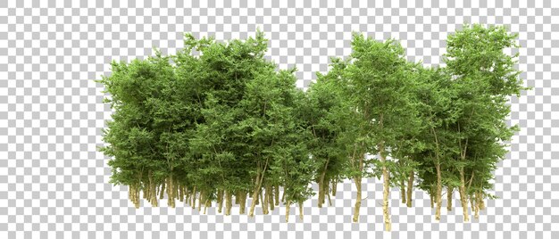 Bosque verde aislado en el fondo Ilustración de renderización 3D