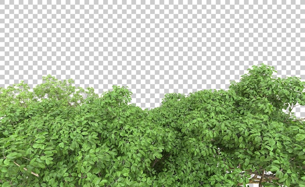 Bosque verde aislado en el fondo Ilustración de renderización 3D