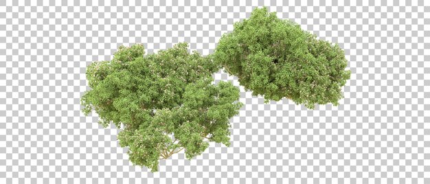 Bosque verde aislado en el fondo Ilustración de renderización 3D