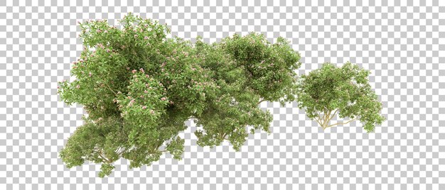 Bosque verde aislado en el fondo Ilustración de renderización 3D