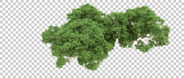 Bosque verde aislado en el fondo Ilustración de renderización 3D