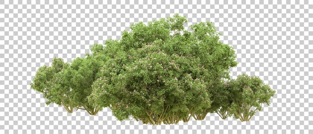 Bosque verde aislado en el fondo Ilustración de renderización 3D