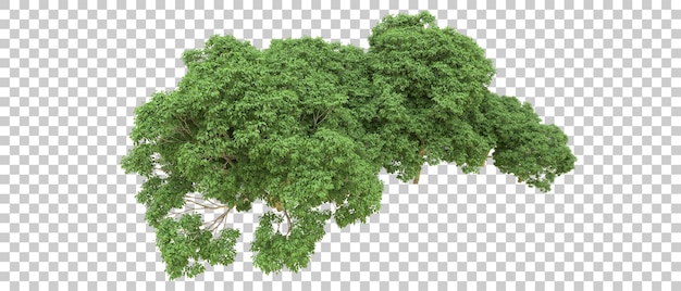 Bosque verde aislado en el fondo Ilustración de renderización 3D