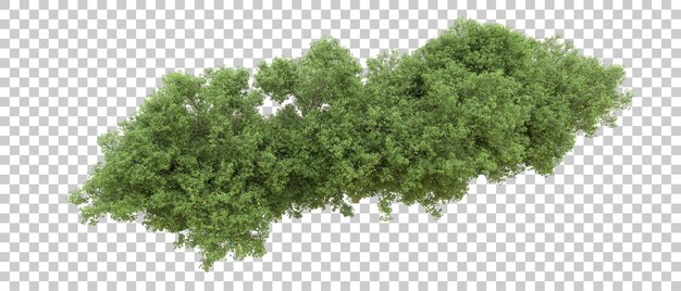 Bosque verde aislado en el fondo Ilustración de renderización 3D